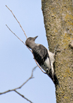 Red headed Woodpecker 0237